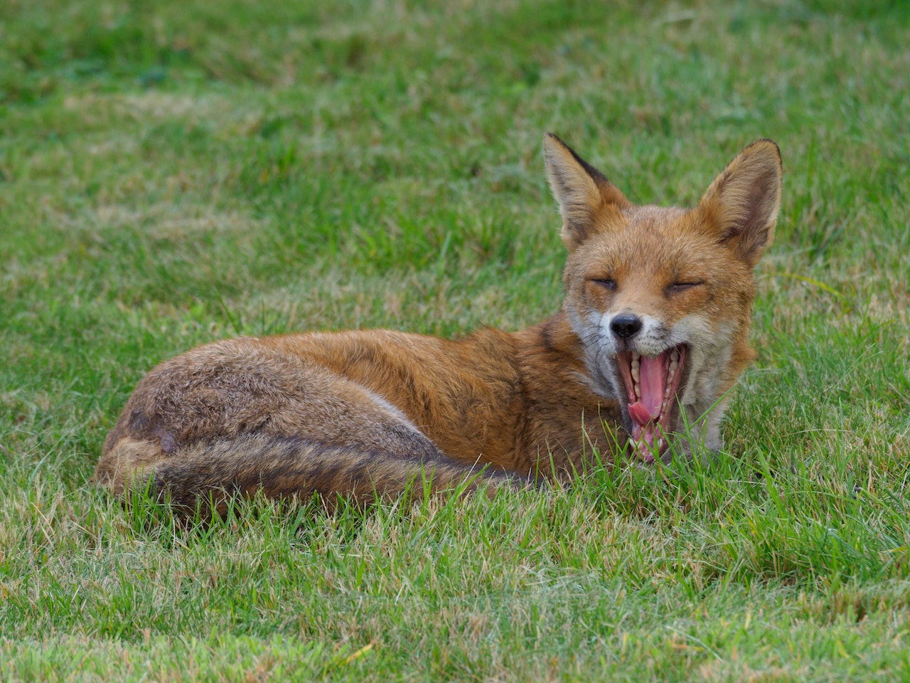 A cute red fox.